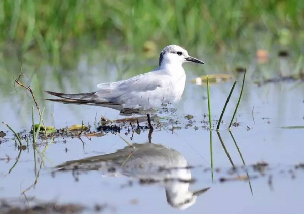 骄傲！杏林湾湿地公园再添“新名片”，厦门市唯一上榜，再过不久要惊艳登场！