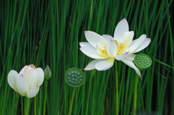 号外！林俊杰投资15亿建设世外桃源，打造厦门最美后花园