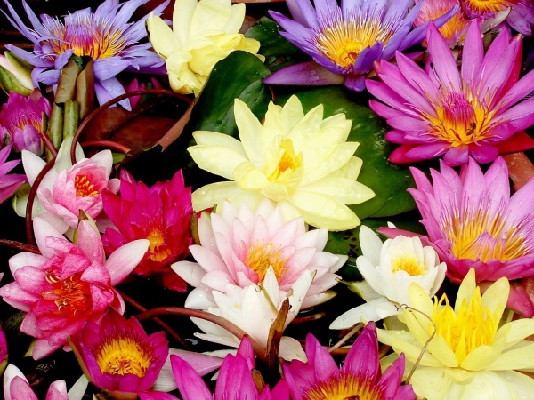 号外！林俊杰投资15亿建设世外桃源，打造厦门最美后花园