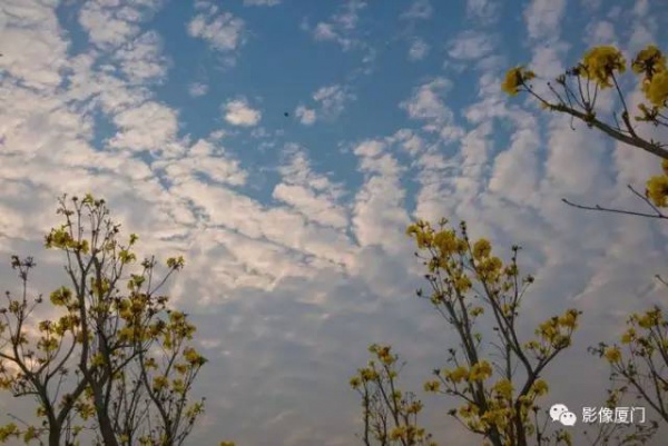 美爆了！厦门那片黄花风铃木又来了……花期短，赶紧约！
