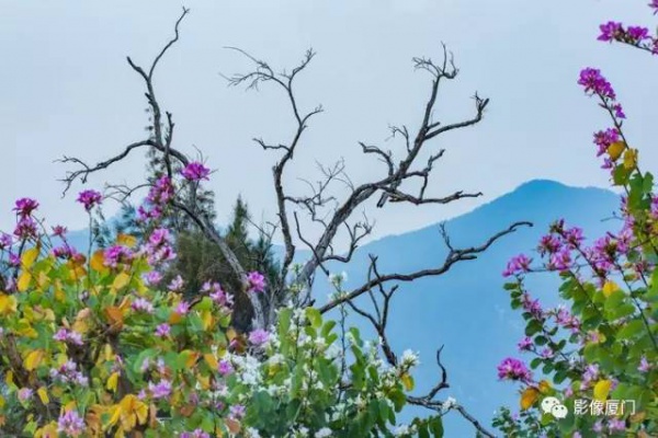 美爆了！厦门那片黄花风铃木又来了……花期短，赶紧约！