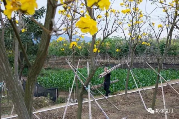 美爆了！厦门那片黄花风铃木又来了……花期短，赶紧约！