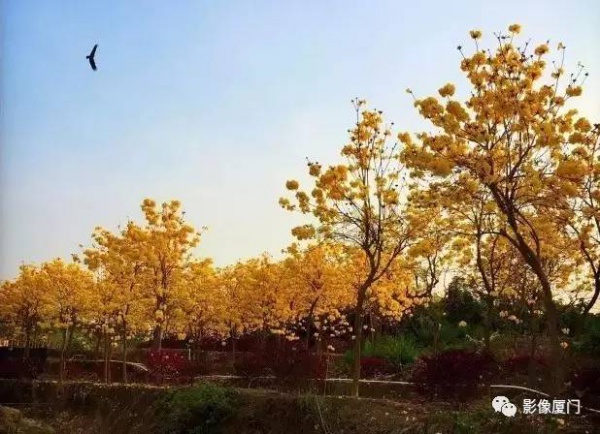 美爆了！厦门那片黄花风铃木又来了……花期短，赶紧约！
