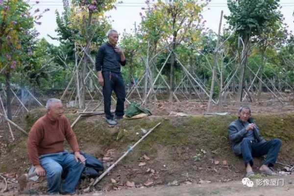 美爆了！厦门那片黄花风铃木又来了……花期短，赶紧约！