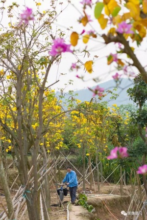 美爆了！厦门那片黄花风铃木又来了……花期短，赶紧约！