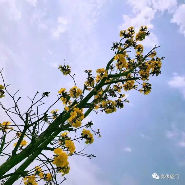美爆了！厦门那片黄花风铃木又来了……花期短，赶紧约！