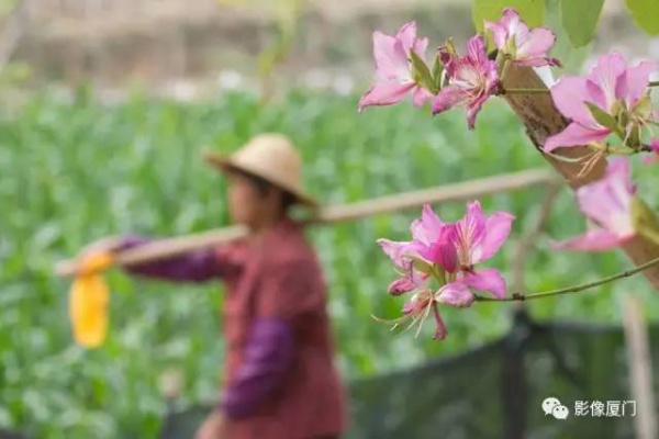 美爆了！厦门那片黄花风铃木又来了……花期短，赶紧约！