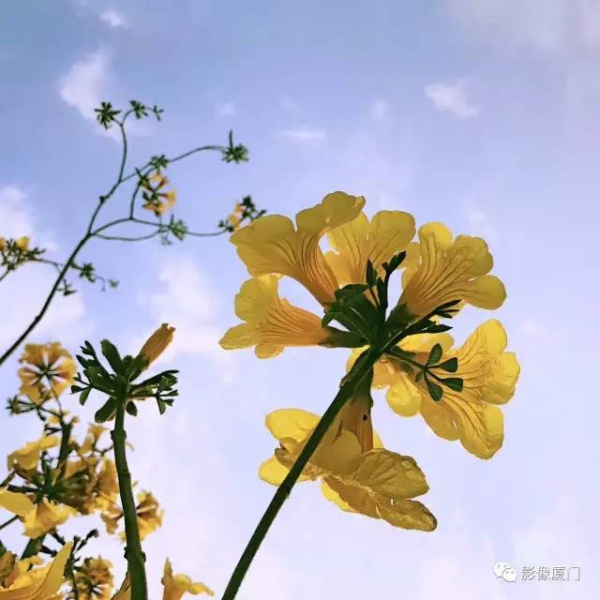美爆了！厦门那片黄花风铃木又来了……花期短，赶紧约！