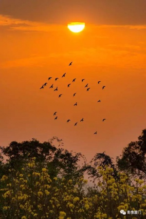 美爆了！厦门那片黄花风铃木又来了……花期短，赶紧约！