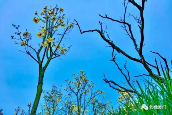 美爆了！厦门那片黄花风铃木又来了……花期短，赶紧约！