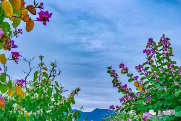 美爆了！厦门那片黄花风铃木又来了……花期短，赶紧约！