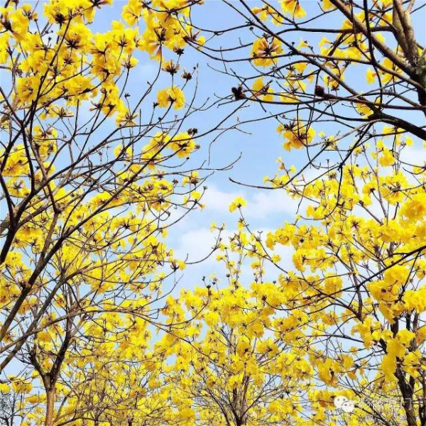 美爆了！厦门那片黄花风铃木又来了……花期短，赶紧约！