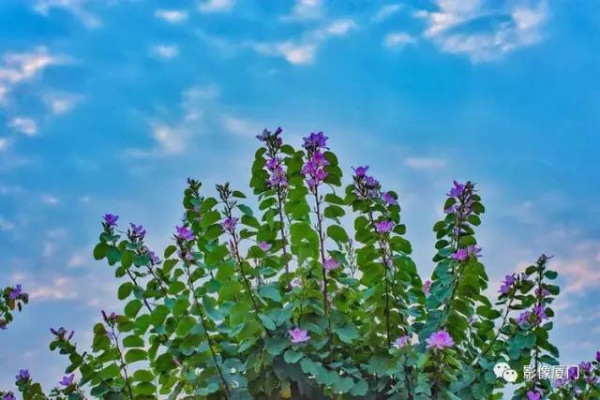 美爆了！厦门那片黄花风铃木又来了……花期短，赶紧约！