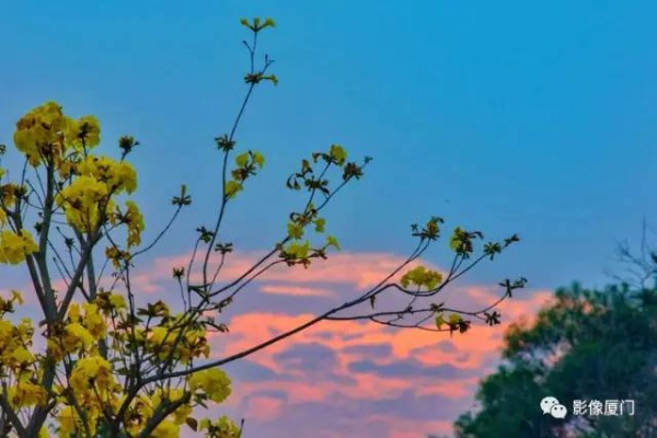 美爆了！厦门那片黄花风铃木又来了……花期短，赶紧约！