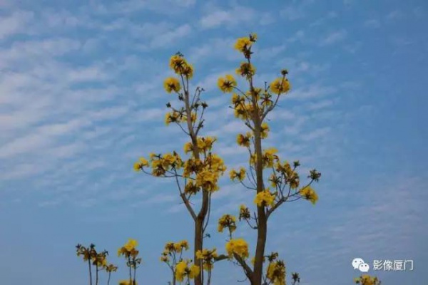 美爆了！厦门那片黄花风铃木又来了……花期短，赶紧约！