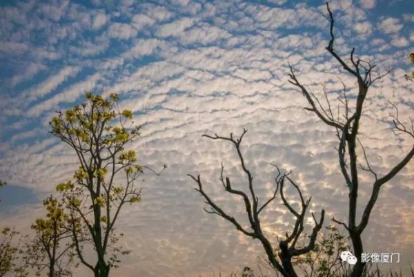 美爆了！厦门那片黄花风铃木又来了……花期短，赶紧约！
