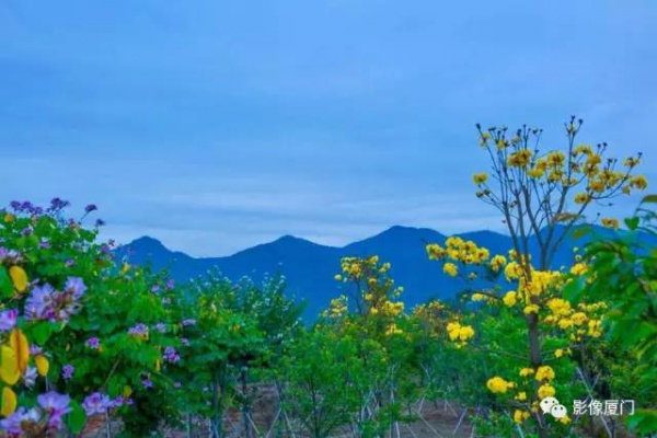美爆了！厦门那片黄花风铃木又来了……花期短，赶紧约！