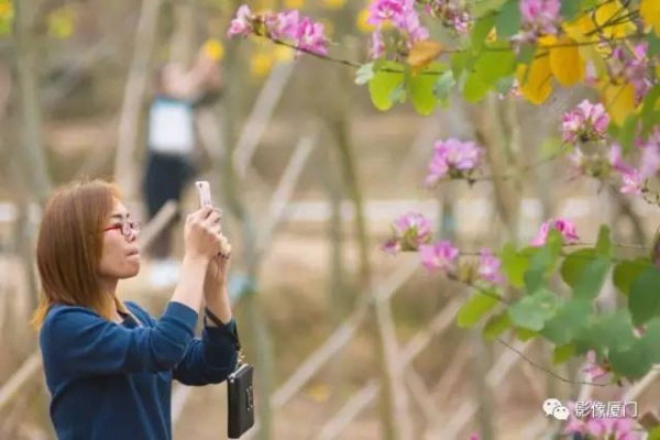 美爆了！厦门那片黄花风铃木又来了……花期短，赶紧约！