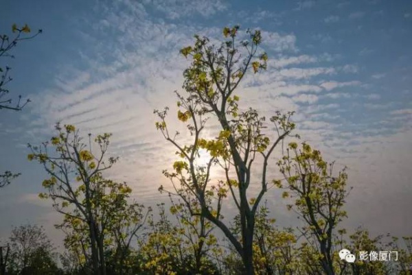 美爆了！厦门那片黄花风铃木又来了……花期短，赶紧约！