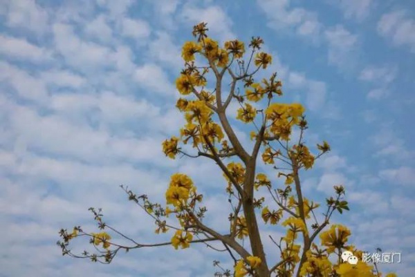 美爆了！厦门那片黄花风铃木又来了……花期短，赶紧约！