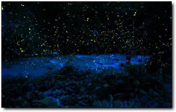 漳州南靖萤火虫王国_<a style=