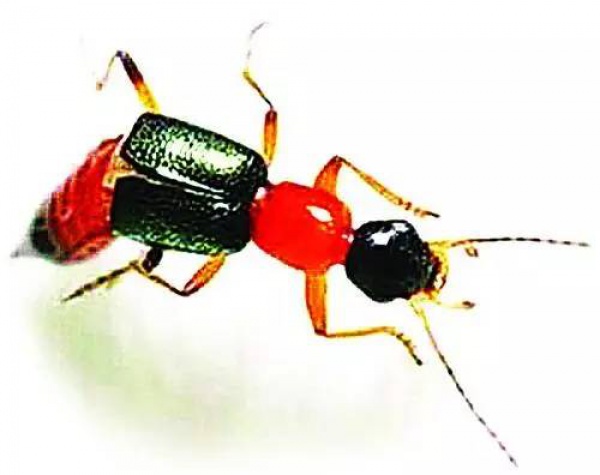 警报！厦门女大学生睡梦中脸痒挠了下，醒来进医院！这危险高发，已有人毁容