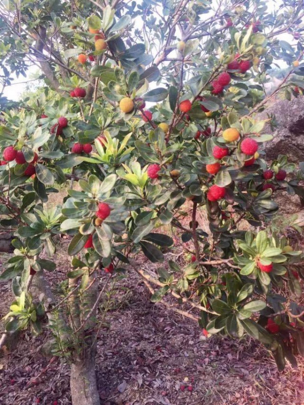 大牌福利|厦门人等了一整年，任吃任摘の龙海浮宫杨梅又双叒来啦，比乒乓球还大，好吃到怀疑人生！