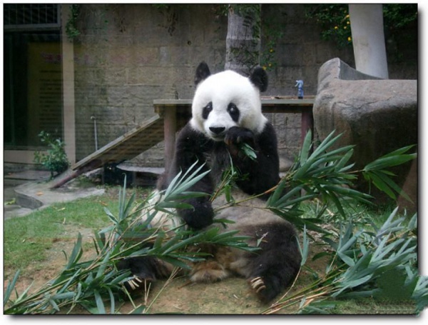 熊猫世界_<a style=