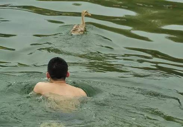不止看龙舟，集美的龙舟池竟然还能捉鸭子！