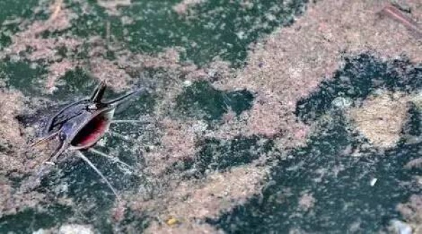 空心菜最毒？鲶鱼最脏？西红柿与虾蟹会产生砒霜？答案来了