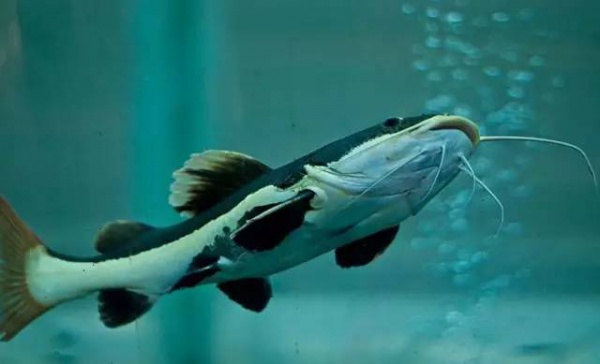 空心菜最毒？鲶鱼最脏？西红柿与虾蟹会产生砒霜？答案来了