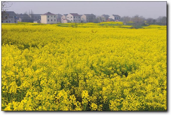 大官源农业观光园_<a style=