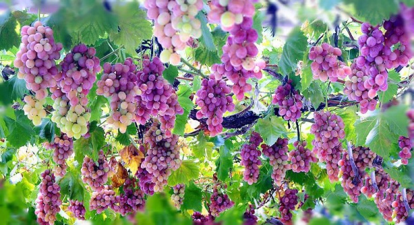 万叶葡萄园_<a style=