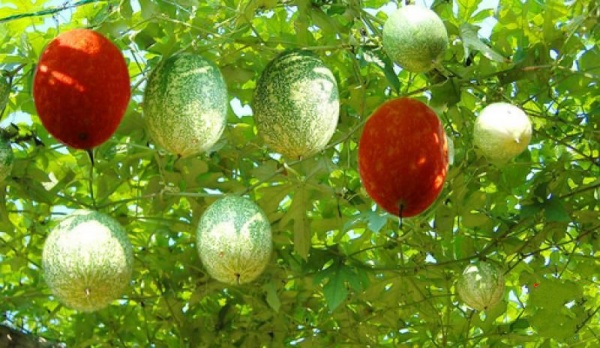 三明石壁现代农业观光园_<a style=