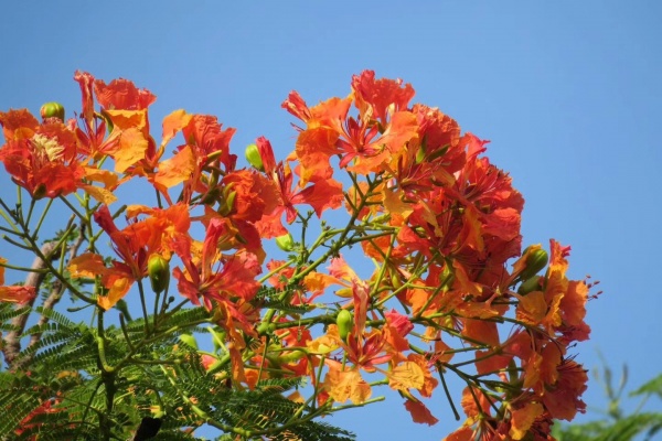 凤凰涅槃！回首莫兰蒂，那些感动集美的画面，最难忘！