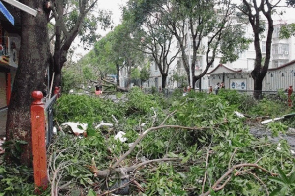 凤凰涅槃！回首莫兰蒂，那些感动集美的画面，最难忘！
