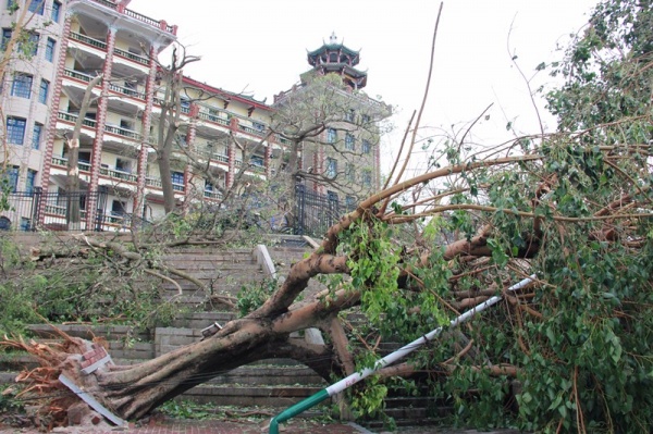 凤凰涅槃！回首莫兰蒂，那些感动集美的画面，最难忘！