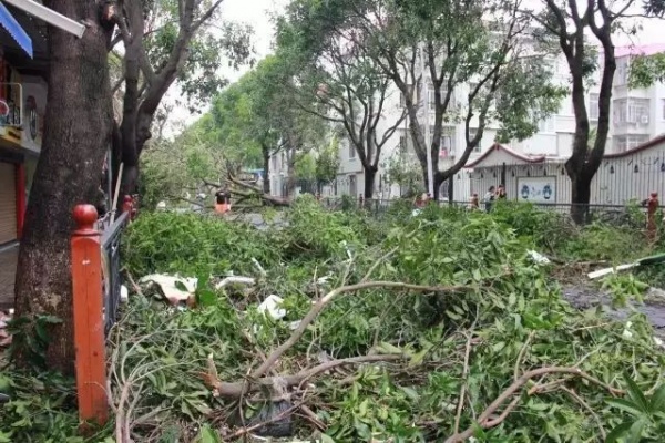 凤凰涅槃！回首莫兰蒂，那些感动集美的画面，最难忘！