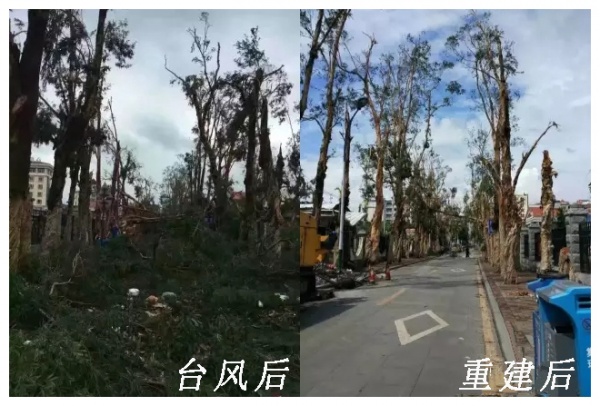 凤凰涅槃！回首莫兰蒂，那些感动集美的画面，最难忘！