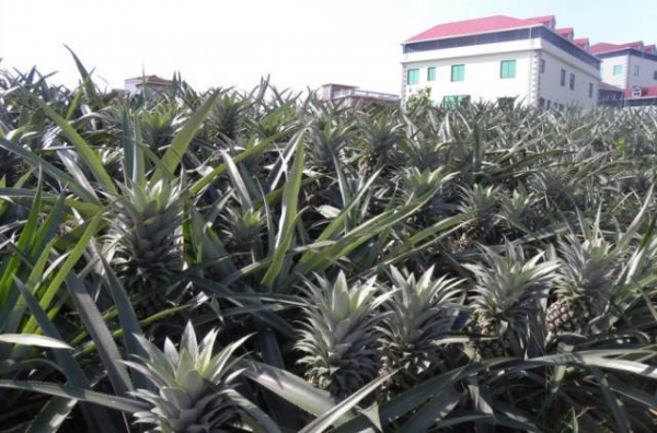 集美周边游看红砖文化，去厦门这座古村落你就知道了！！！