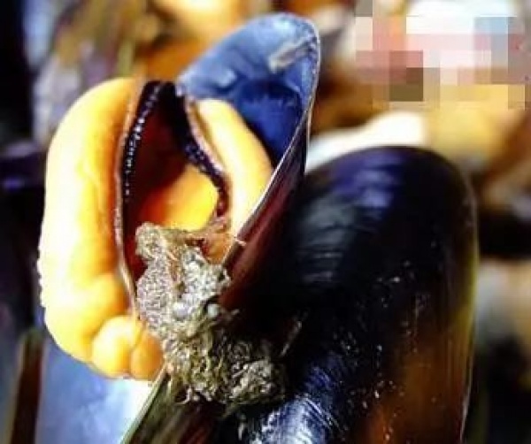 螃蟹这4个部位你吃了吗？吃下去可能惹来大麻烦！