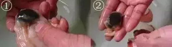 螃蟹这4个部位你吃了吗？吃下去可能惹来大麻烦！