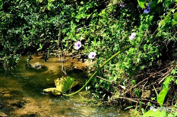 南安官桥曙光村（一）：向北，向北，直到那飘荡着地瓜香的土地