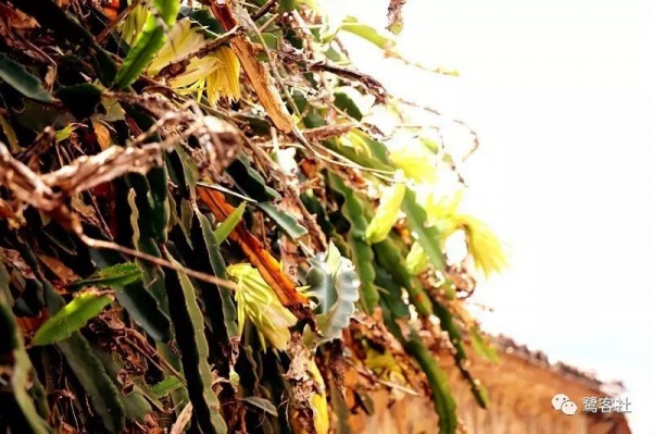 南安官桥曙光村（一）：向北，向北，直到那飘荡着地瓜香的土地