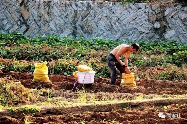 南安官桥曙光村（一）：向北，向北，直到那飘荡着地瓜香的土地
