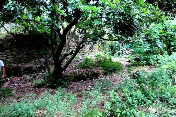 南安官桥曙光村（一）：向北，向北，直到那飘荡着地瓜香的土地