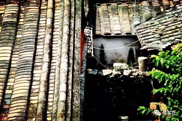 南安官桥曙光村（一）：向北，向北，直到那飘荡着地瓜香的土地