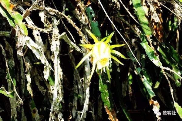 南安官桥曙光村（一）：向北，向北，直到那飘荡着地瓜香的土地