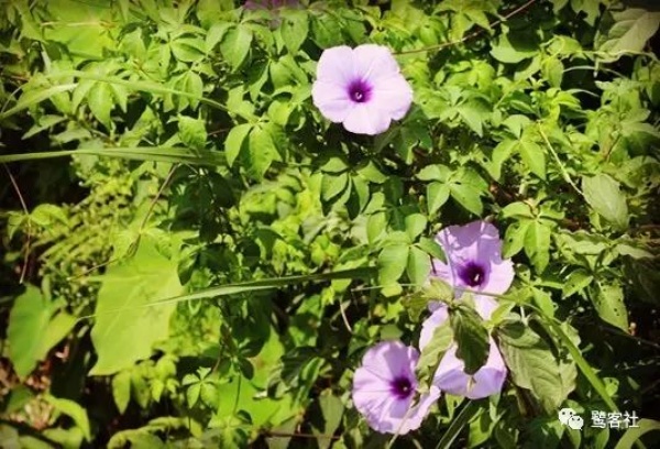 南安官桥曙光村（一）：向北，向北，直到那飘荡着地瓜香的土地