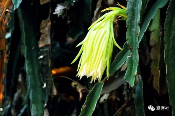 南安官桥曙光村（一）：向北，向北，直到那飘荡着地瓜香的土地